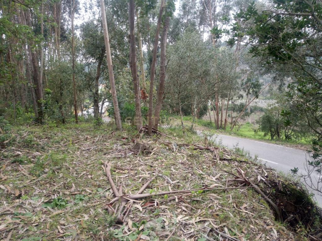 Terreno com Eucaliptos à Venda – Natureza e Tranquilidade em Mafra - Image 3